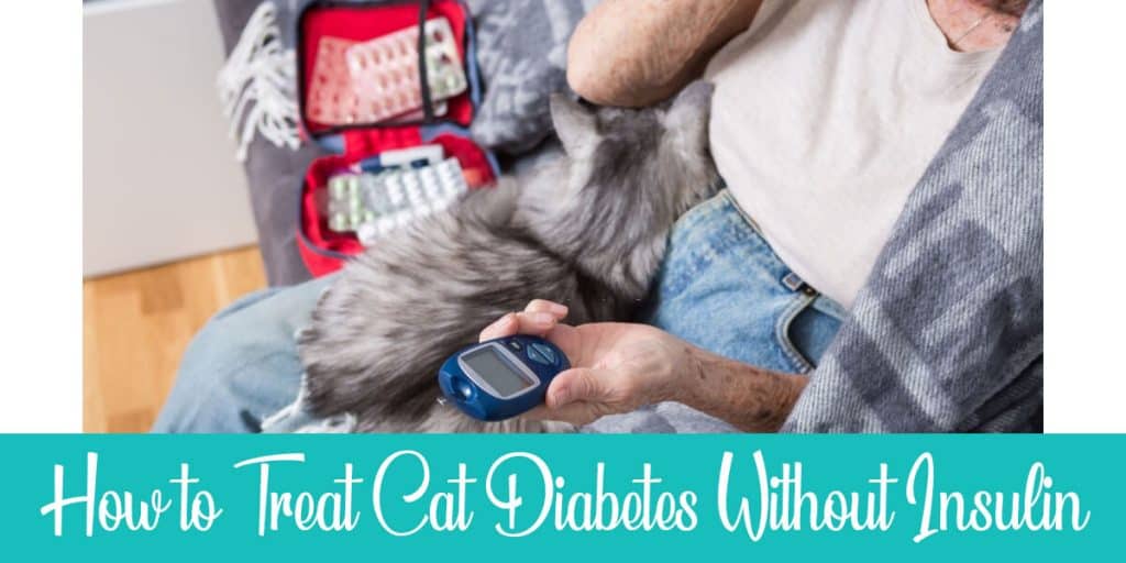 how-to-treat-a-diabetic-cat-without-insulin-alternatives-and-lifestyle