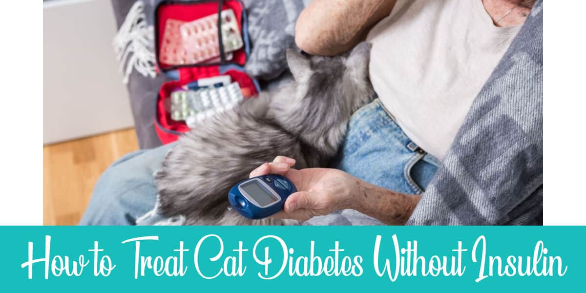 How To Treat A Diabetic Cat Without Insulin Alternatives And Lifestyle