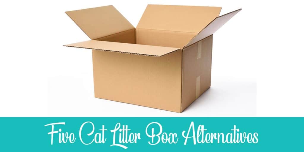 Litter Box Alternatives for Cats 5 Cool Ideas to Try Raise a Cat