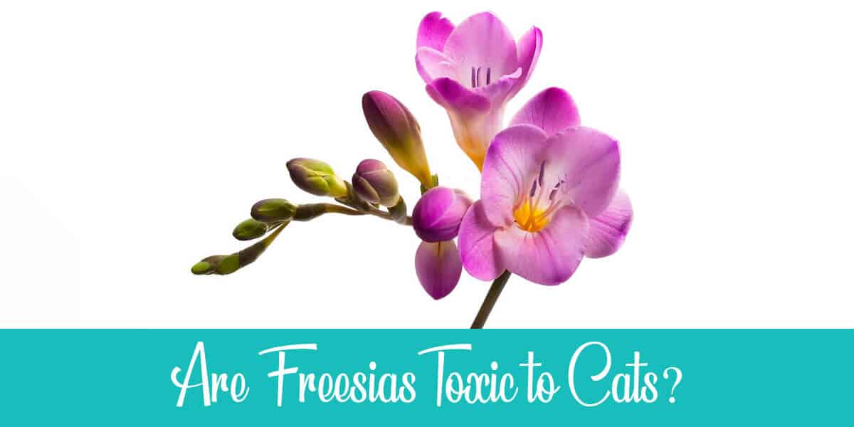 Are Freesias Poisonous to Cats?