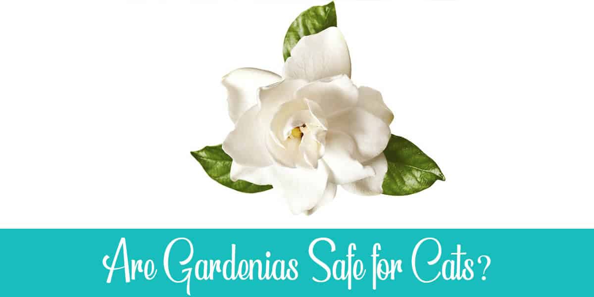 Are Gardenias Poisonous to Cats