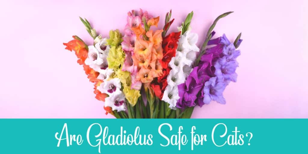 are-gladiolus-poisonous-to-cats-signs-and-treatment