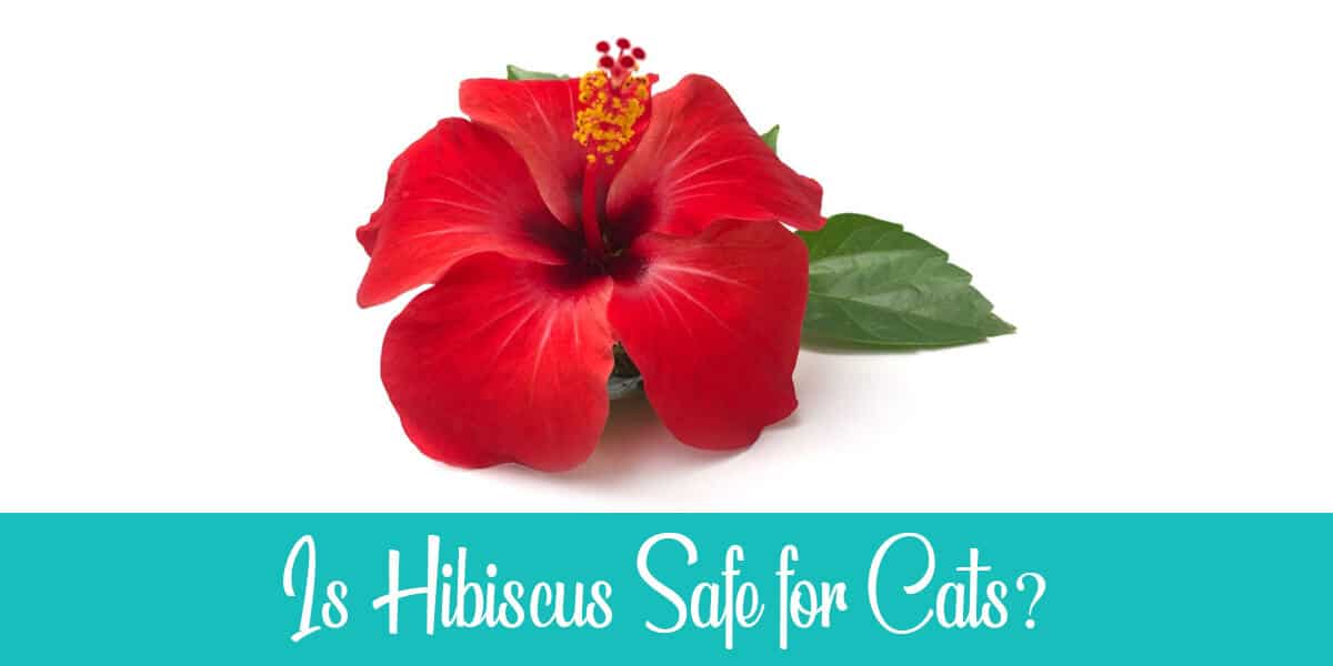 Are Hibiscus Poisonous to Cats