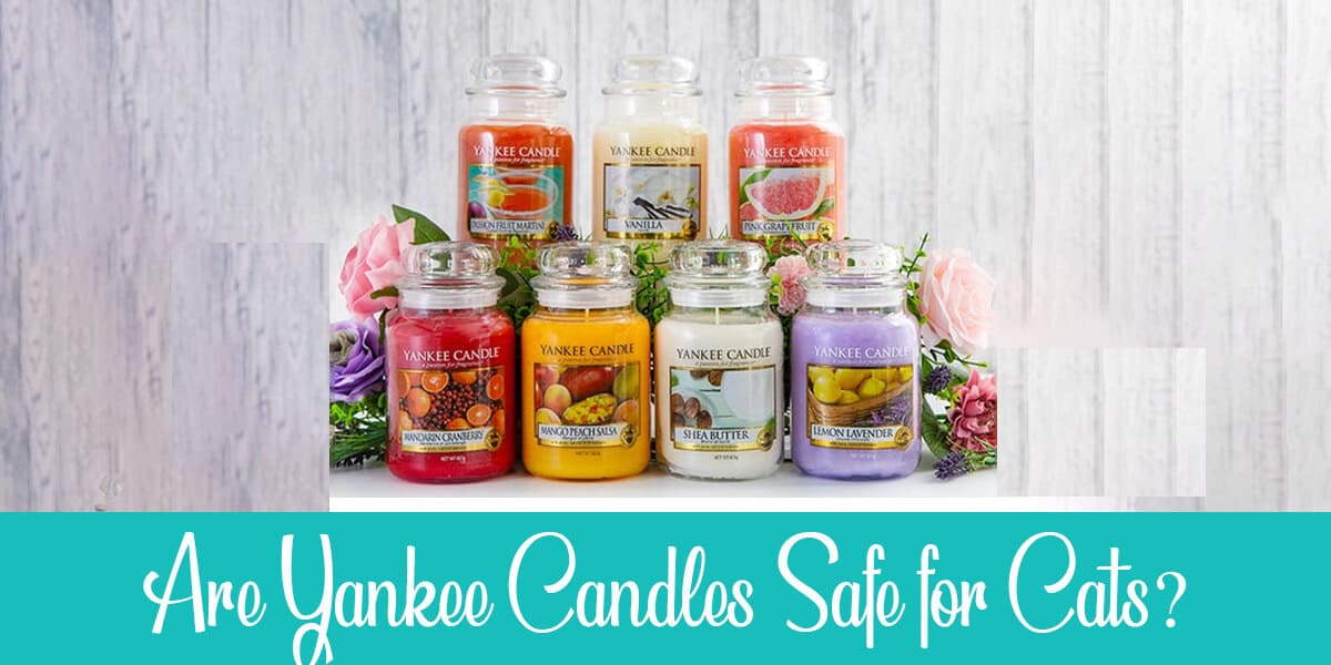 Are Yankee Candles Safe for Cats