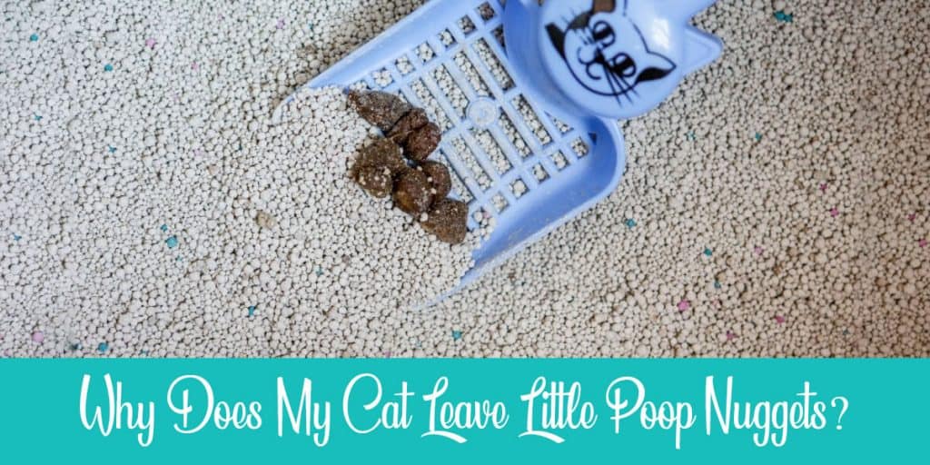 Cat Leaving Little Poop Nuggets Why & How to Treat? Raise a Cat