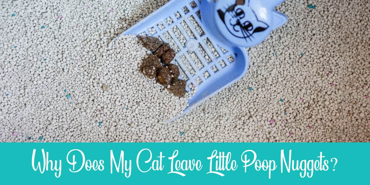 Cat Leaving Little Poop Nuggets: Why & How to Treat?