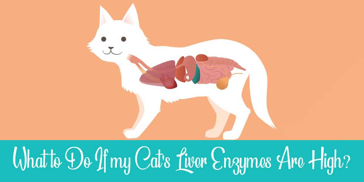 Are Your Cat’s Liver Enzymes over 500? No Worries!
