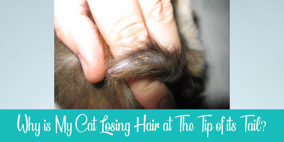 Cat Losing Hair on Tip of Tail