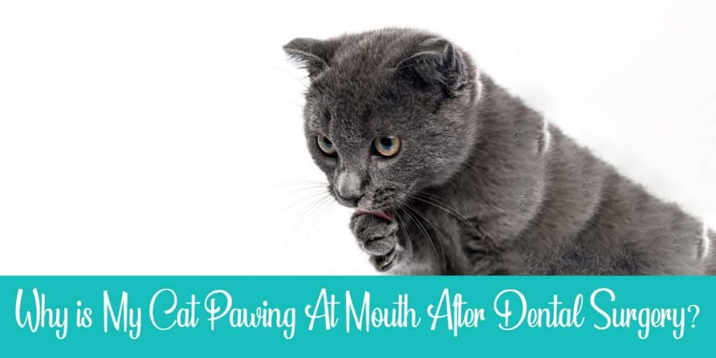 Is Your Cat Pawing at Mouth After Dental Surgery? (2024)