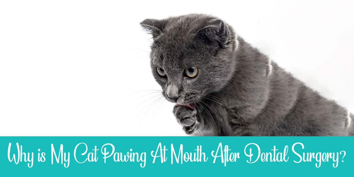 Cat Pawing at Mouth After Dental Surgery