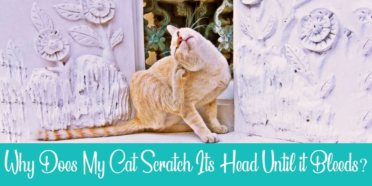 Cat Scratching Its Head Until It Bleeds