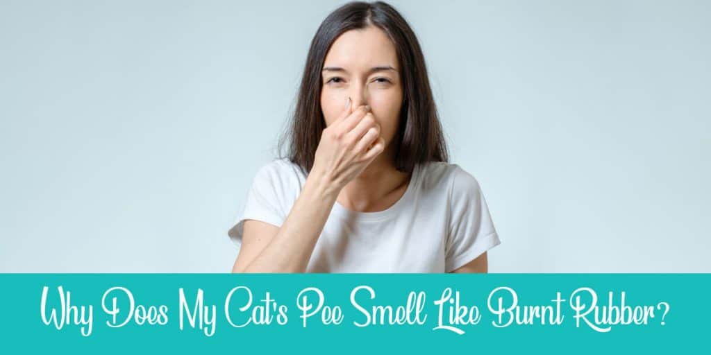 Cat Urine Smells Like Burnt Rubber Why & How to Treat? Raise a Cat