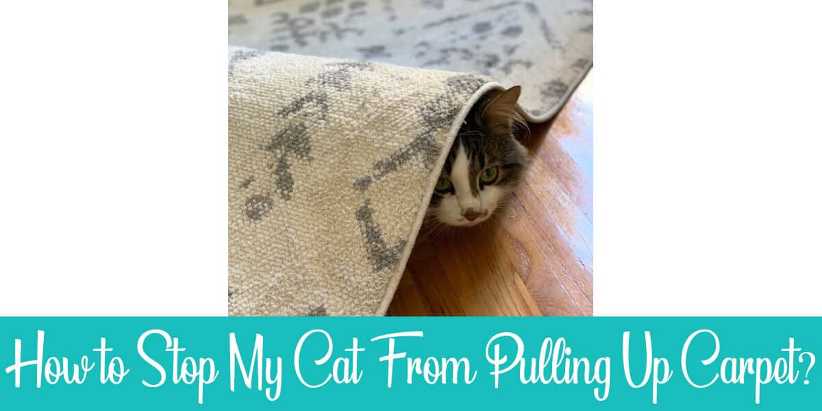 How to Stop a Cat From Pulling up the Carpet?