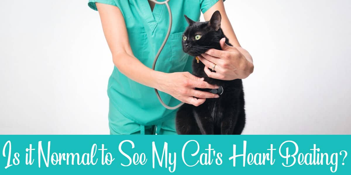 I Can See My Cat’s Heart Beating – Worry or No Worries?