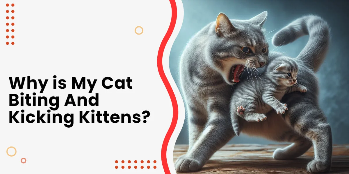 Mother Cat Biting And Kicking Kittens