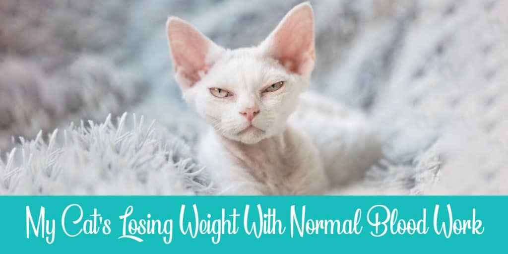 Weight Loss In Cats With Normal Blood Work 5 Common Reasons Raise A Cat   Weight Loss In Cats With Normal Blood Work 1024x512 