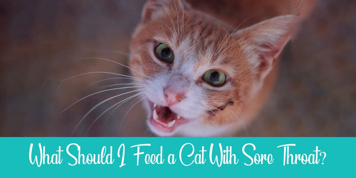 What To Feed A Cat With A Sore Mouth