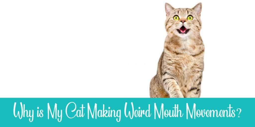 Why Is My Cat Making Weird Mouth Movements? Raise a Cat