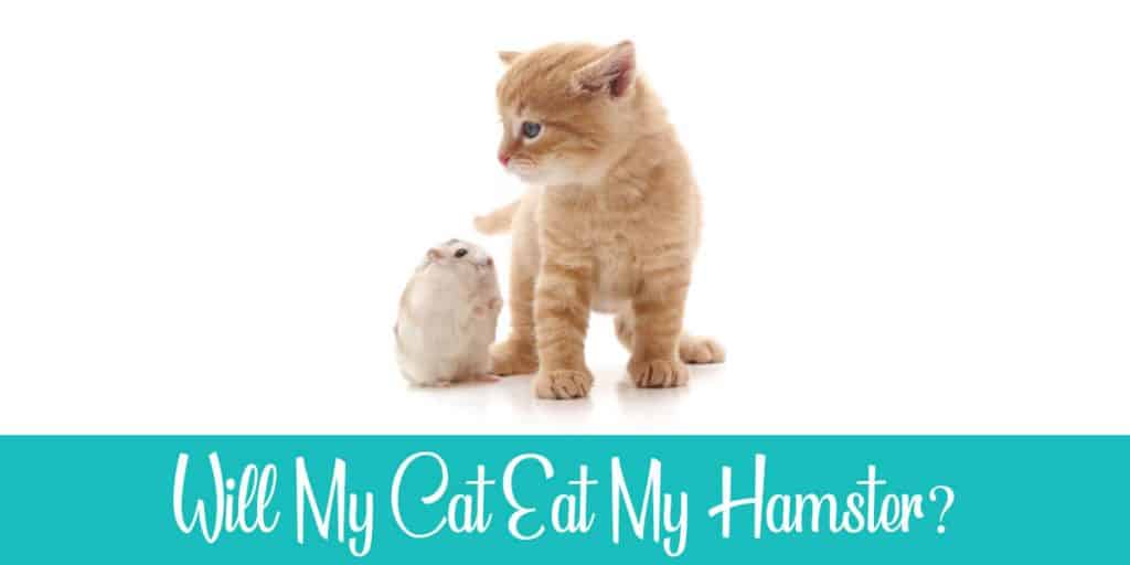 Will My Cat Eat My Hamster? And How Can They Live Together