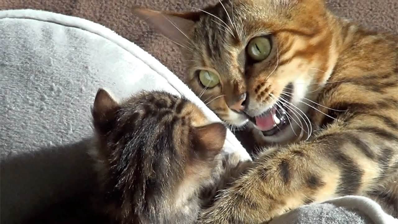 Mother Cat Biting And Kicking Kittens: 3 Reasons (+Solutions)