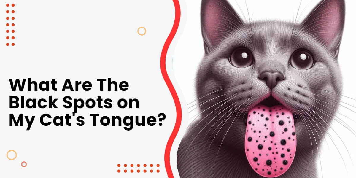 Black Spots on Cat's Tongue