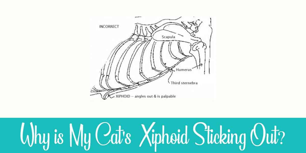 Cat’s Xiphoid Sticking Out – Should I Worry?