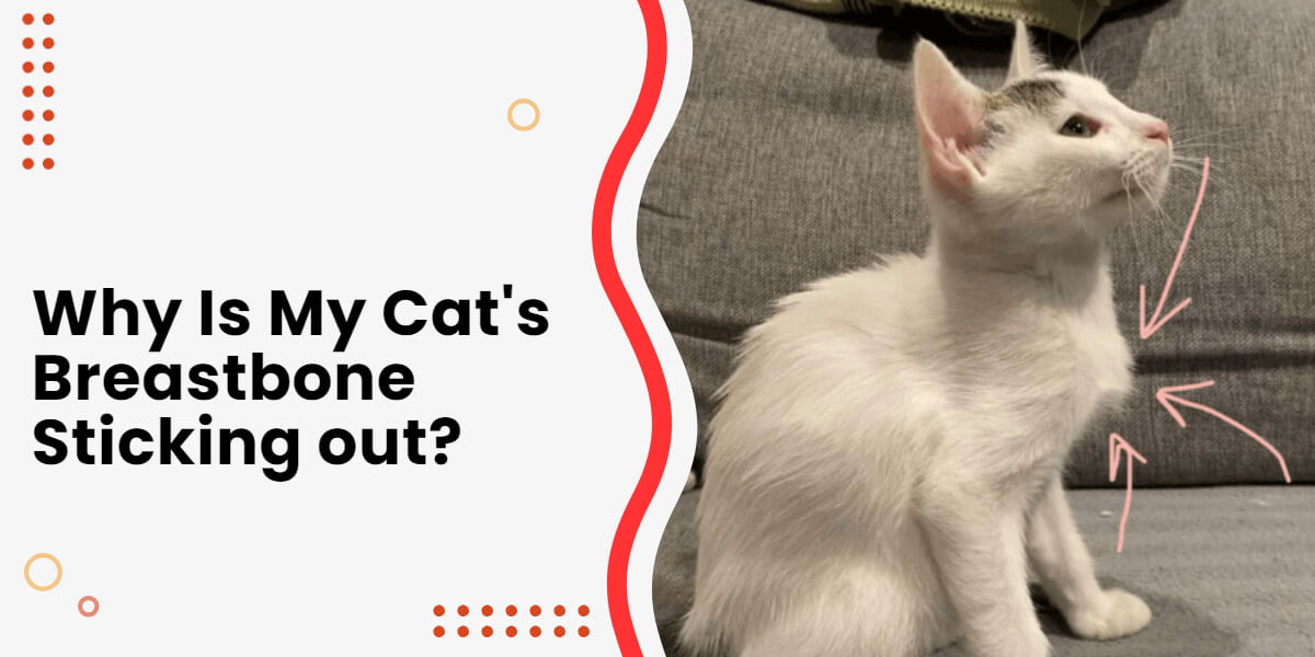 cat's sternum sticking out