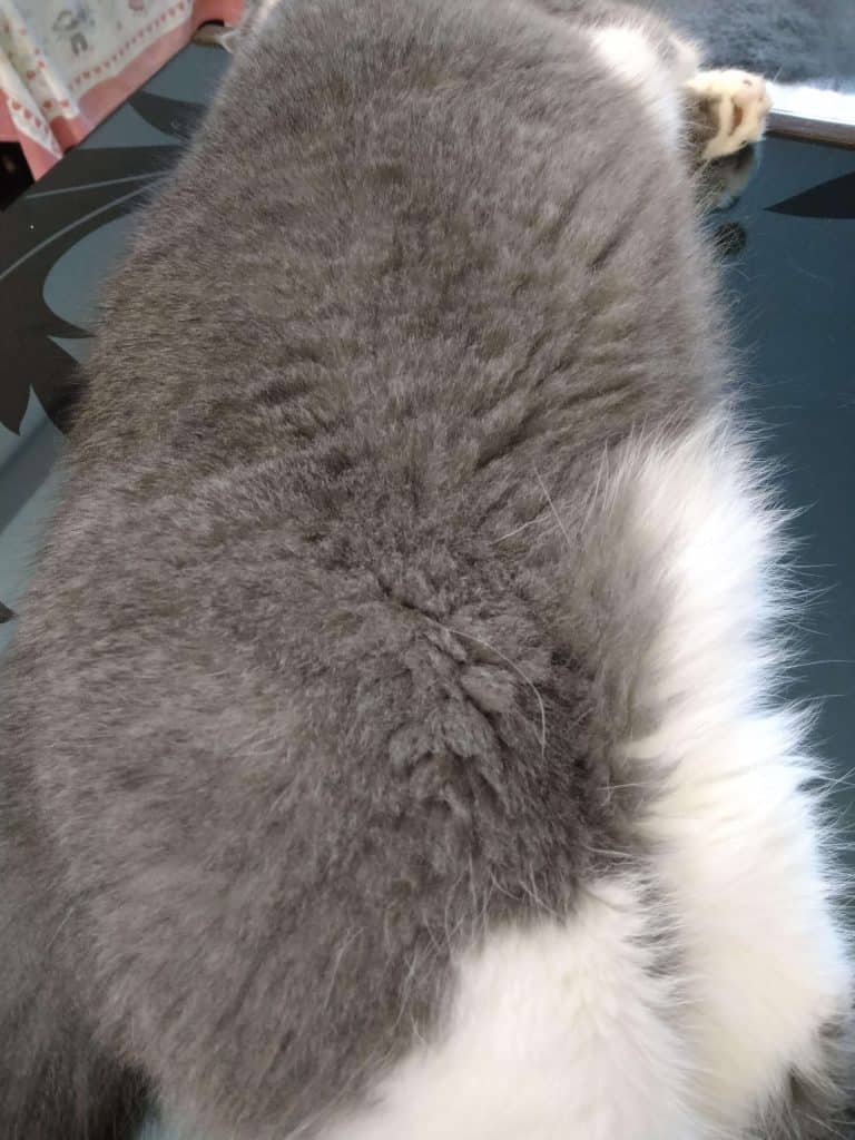 cat's fur looks separated