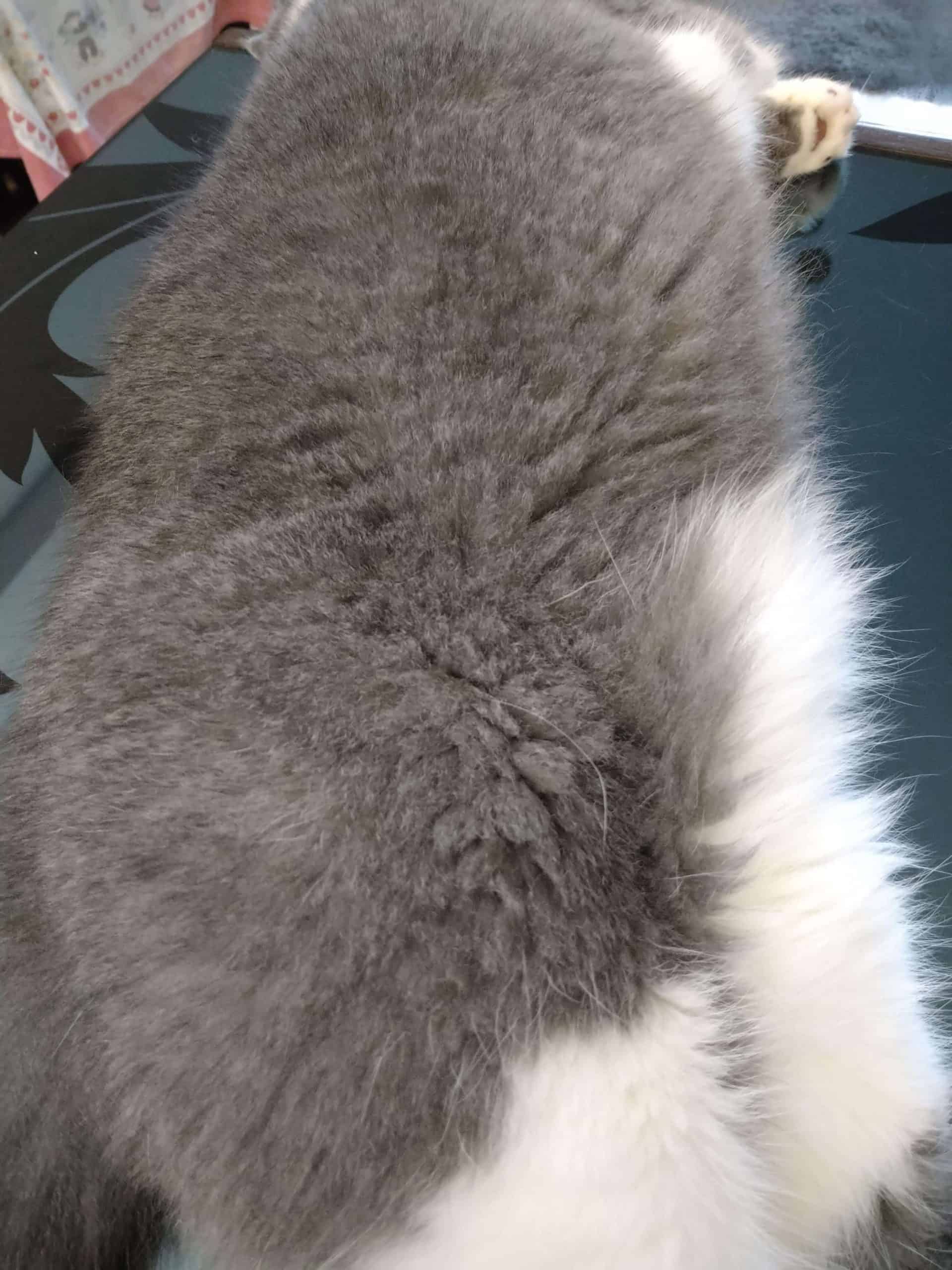 My Cat’s Fur Looks Separated What's That?