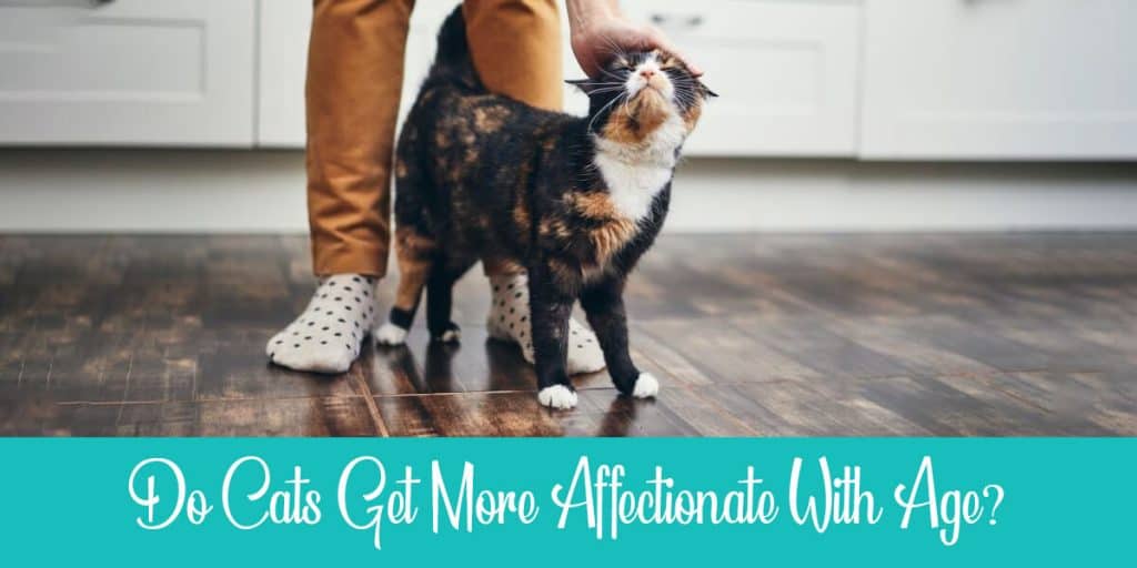 Do Cats Get More Affectionate With Age? Raise a Cat