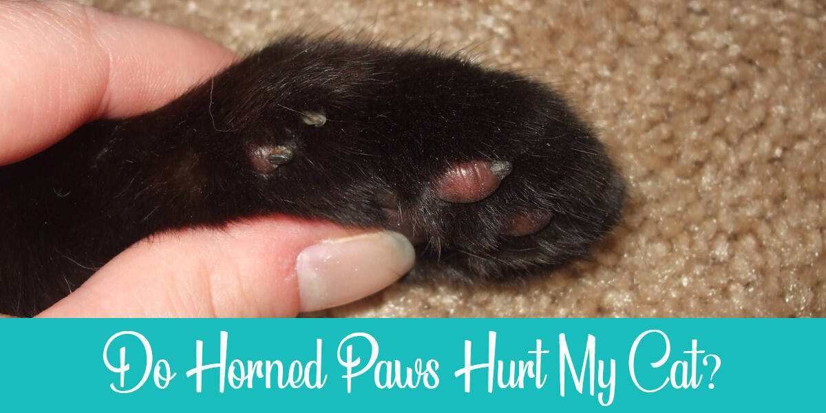 Do Horned Paws Hurt Cats? (+5 Treatment Options)