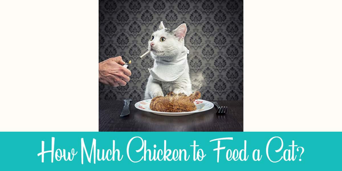 How Much Chicken to Feed a Cat?