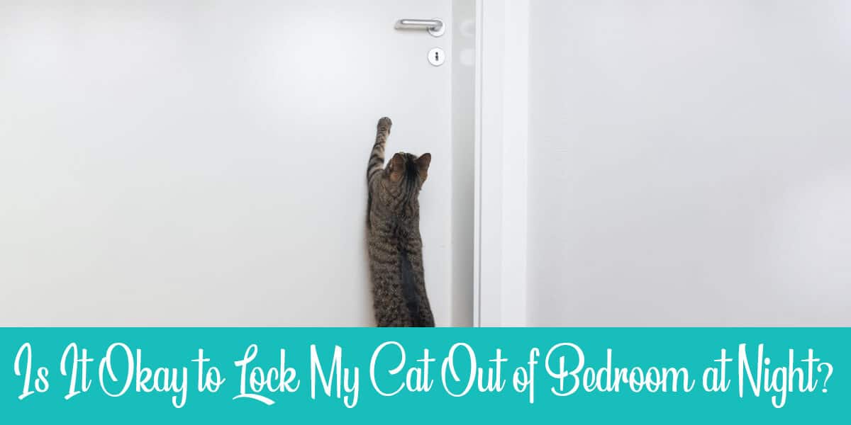 Locking Cat Out of Bedroom at Night – Is It Wrong?