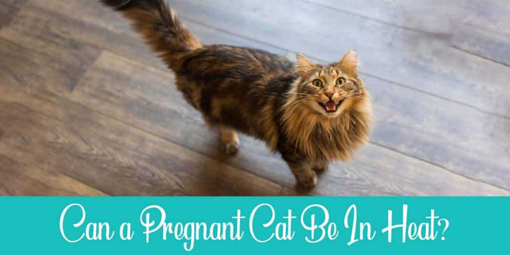 Pregnant Cat Calling As If In Heat (Explained!) Raise a Cat