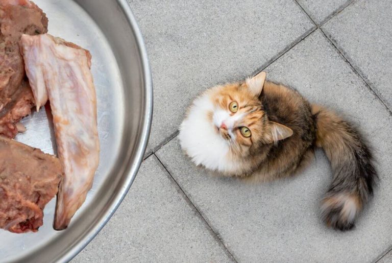 How Much Chicken To Feed A Cat Raise A Cat