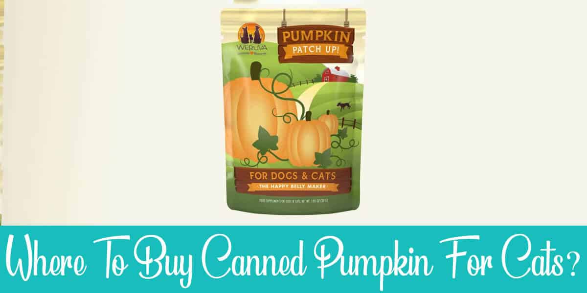 Where To Buy Canned Pumpkin For Cats