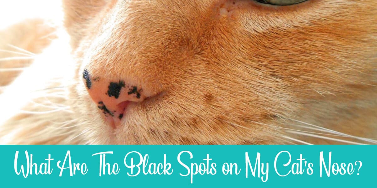 Black Crust on Cat Nose