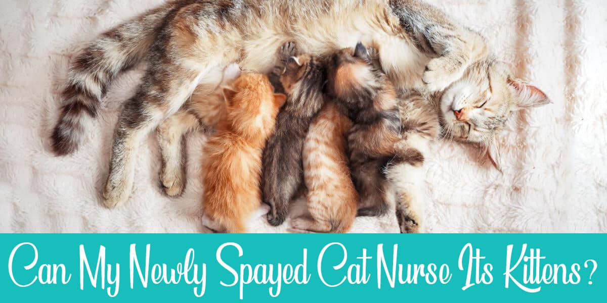 Kitten Trying To Nurse On Spayed Cat – How Can I Help?