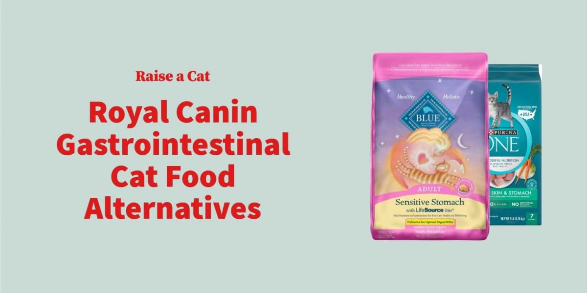 4 Royal Canin Gastrointestinal Cat Food Alternatives
