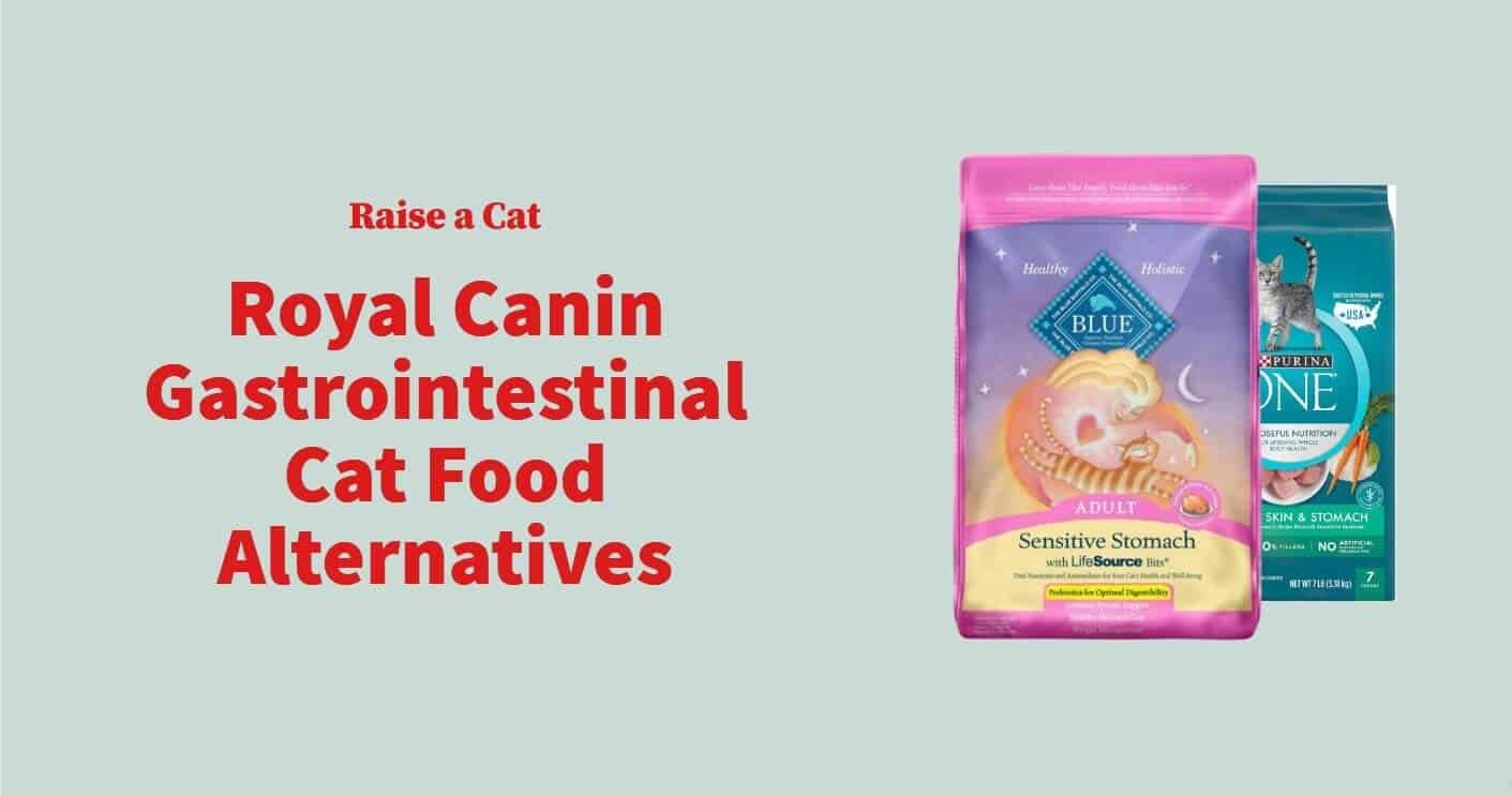 Royal Canin Gastrointestinal Cat Food Alternatives
