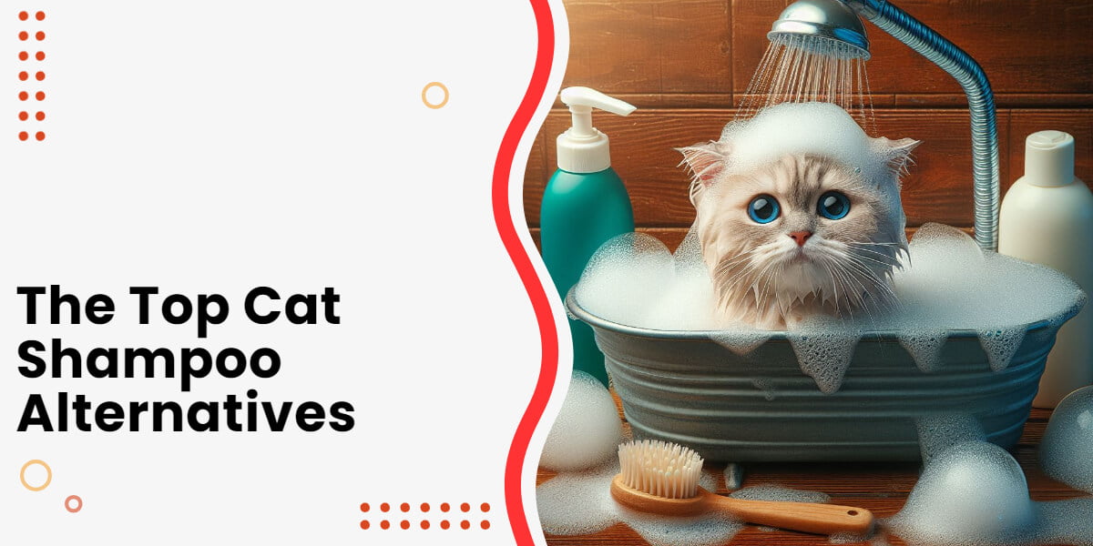 Cat Shampoo Alternatives – Options, Safety, DIY Guide