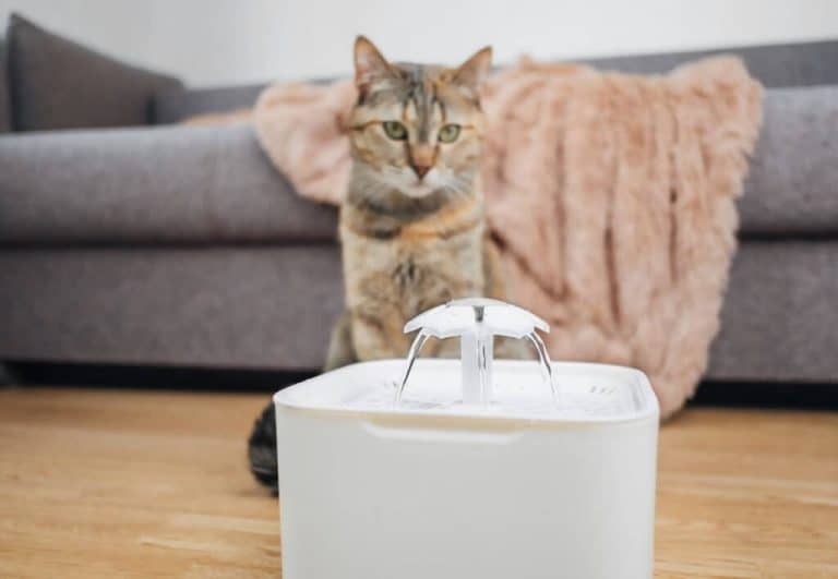 how-to-make-a-cat-water-fountain-quieter-full-guide