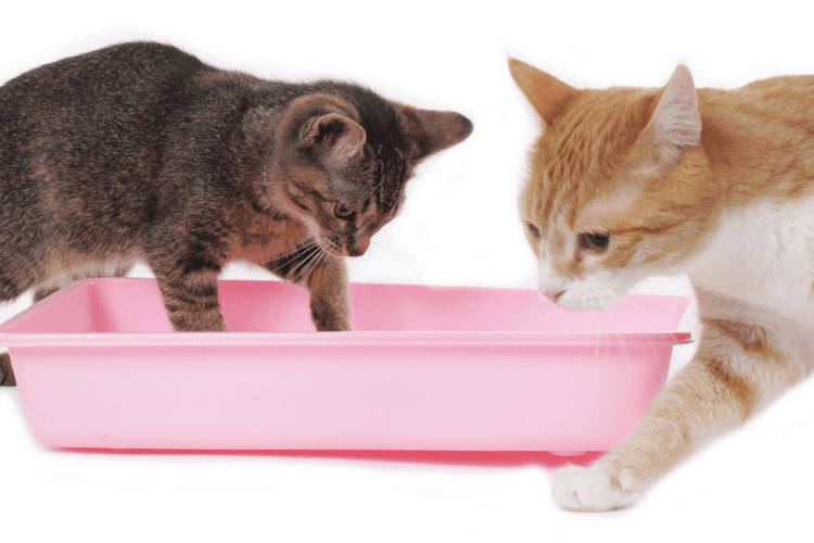 2 cats in a litter box