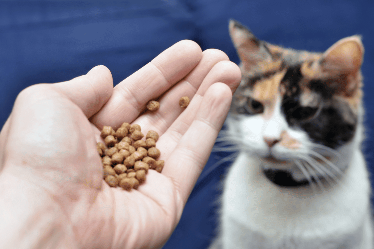 cat looking to cat treats