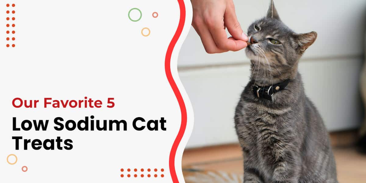 The 5 Best Low-Sodium Cat Treats With Amazing Taste
