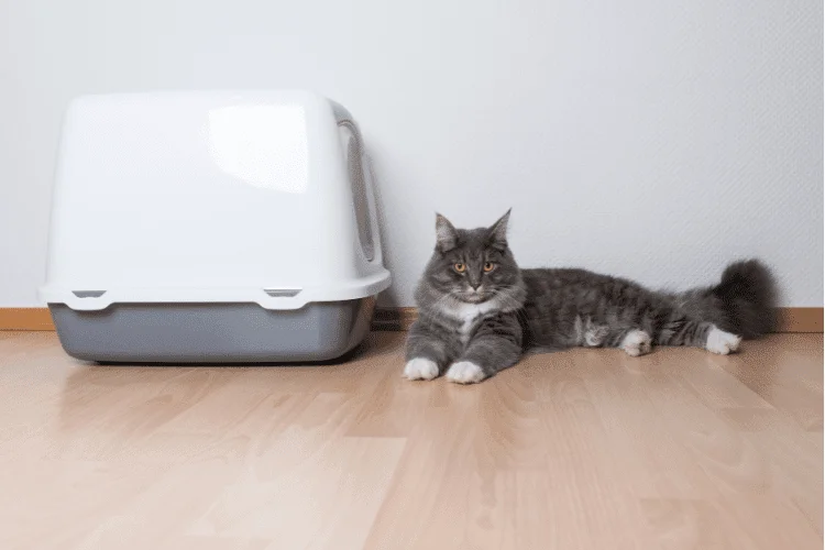 Cat beside in her Litter