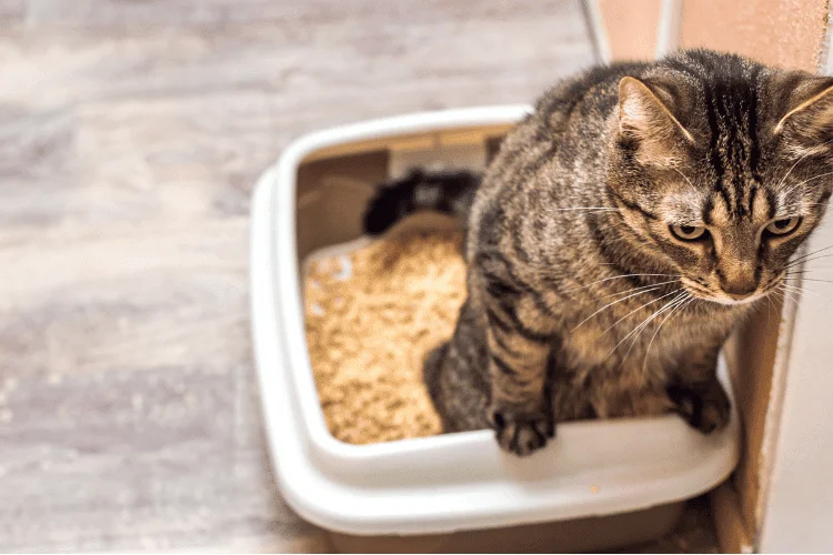Cat Peeing in her Litter