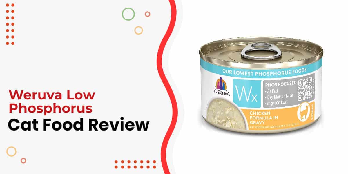 weruva-low-phosphorus-cat-food-review-top-alternatives