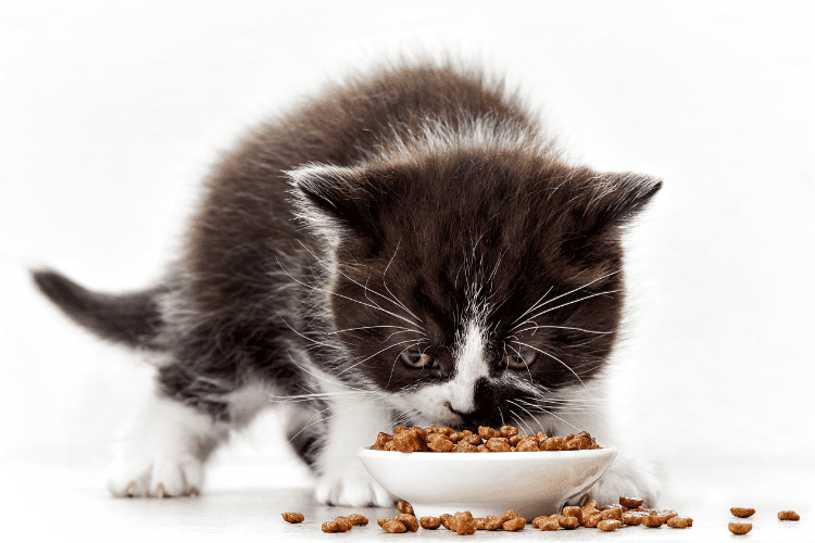 Best Low-Sodium Cat Treats