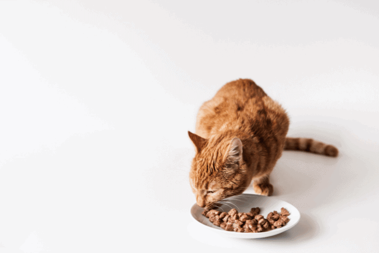 cat eating